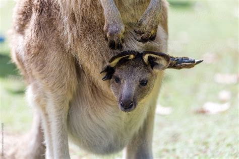 kangaroo pouch for baby